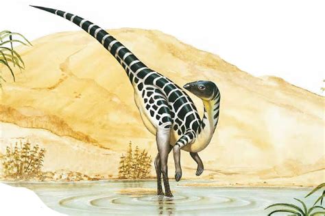 Australia Dinosaur Images & Facts - The Online Database