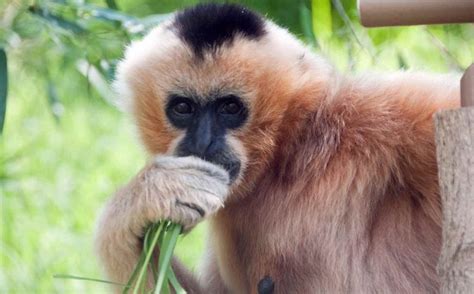 World’s Most Endangered Primate Population Triples After 17 Years of Careful Conservation - SirGo