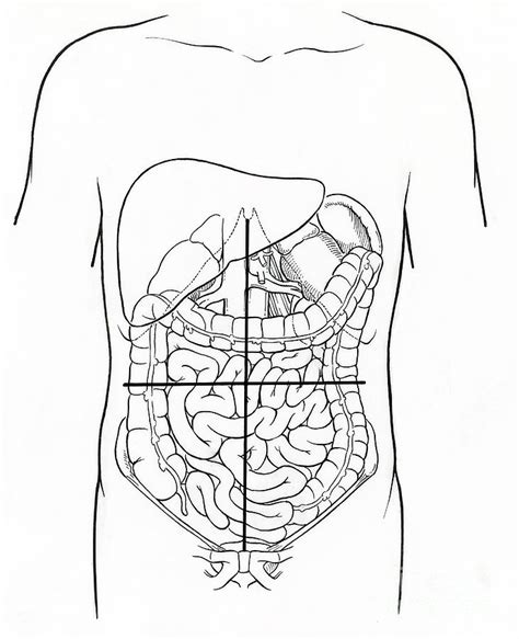 Abdominal Quadrants Diagram