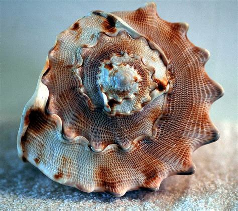 Shell - spiral & texture. | Sea glass shell, Snail art, Sea shells