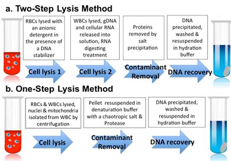 DNA Extraction Protocol. Choosing Whole Blood DNA Isolation Method