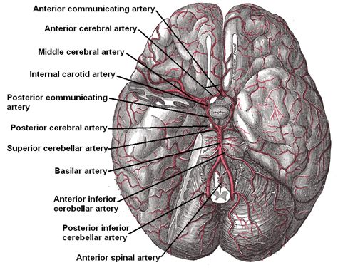 Posterior inferior cerebellar artery - wikidoc