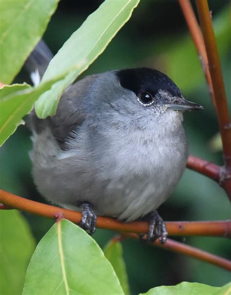 Male Blackcap | Great that the Blackcap is still visiting my… | Flickr