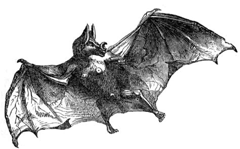 Vampire Bat | ClipArt ETC