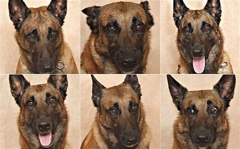 Study proves humans can read a dog's emotions just by looking at its face