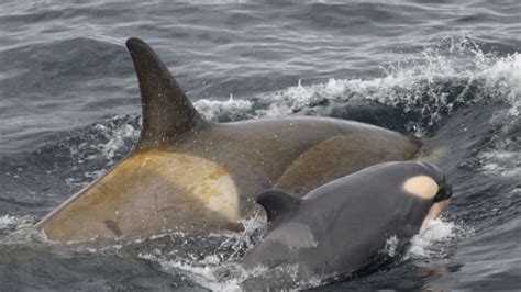 Whales may migrate to warm water for a full body exfoliation | CBC Radio