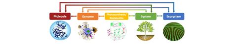 Crops in silico | Multi-scale crop modeling