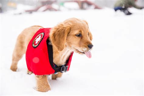 Avalanche Rescue Dogs - Colorado Wilderness Rides and Guides