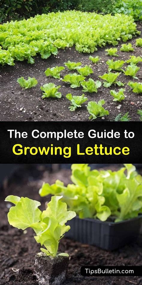 The Complete Guide to Growing Lettuce | Veg garden, Veggie garden, Container gardening vegetables