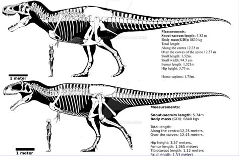 Tyrannosaurus rex (sue 9.2 to 9.7 tons) with Giganotosaurus (holotype 7 ...