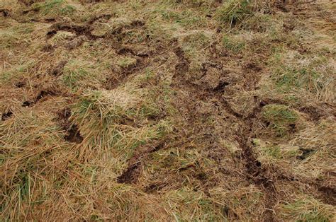 Dealing With Voles, Vole Damage in Lawns - Lawnstarter