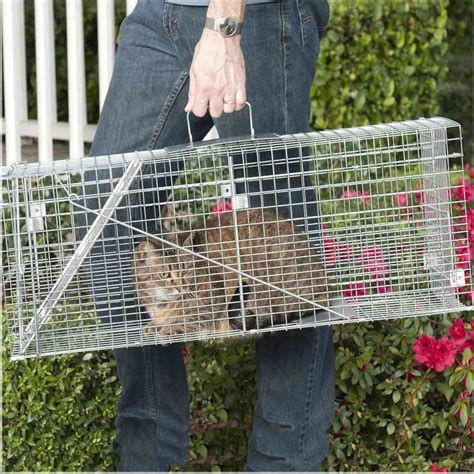 Trapping Feral Cats - The Best Way To Trap Stray Cats