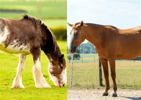 Clydesdale Size Vs Regular Horse (Detailed Comparison Guide)