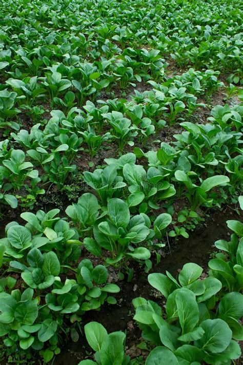 Mustard greens stock image. Image of healthy, closeup - 254339407