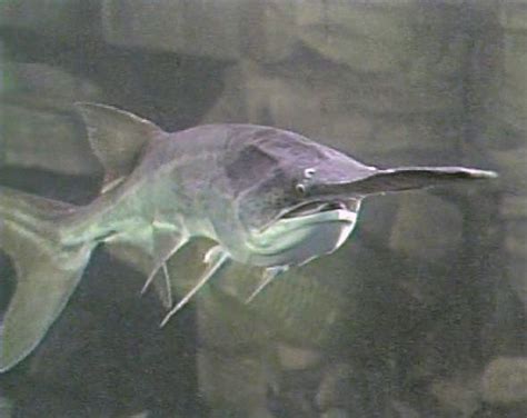 American paddlefish - Alchetron, The Free Social Encyclopedia