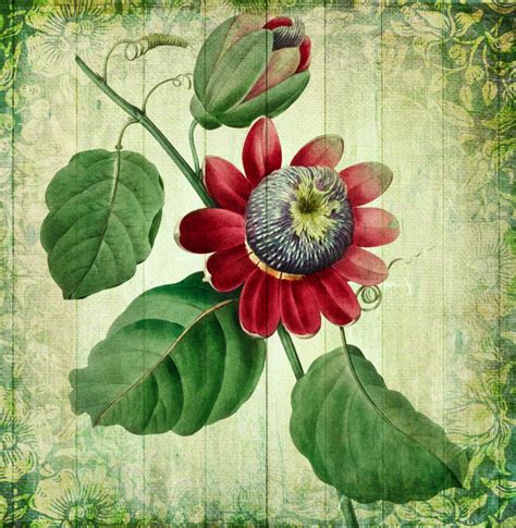 Vintage Floral Art Poster Free Stock Photo - Public Domain Pictures