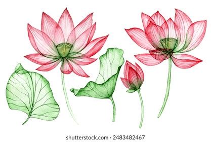 Watercolor Drawing Transparent Lotus Flower Set Stock Illustration ...