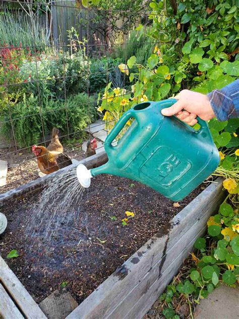 How to Kill Grubs & Garden Soil Pests Organically w/ Beneficial Nematodes ~ Homestead and Chill