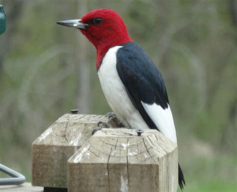 Red-headed Woodpecker Facts, Habitat, Diet, Life Cycle, Baby, Pictures