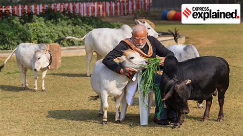 Meet the Punganur, dwarf cows that PM Modi fed on Makar Sankranti ...