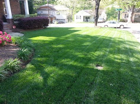 Sod Grass, Grass Seed, Tall Fescue Lawn, Diy Lawn, Lawn Maintenance ...