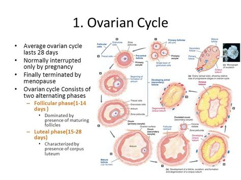 Ovarian Cycle Labels