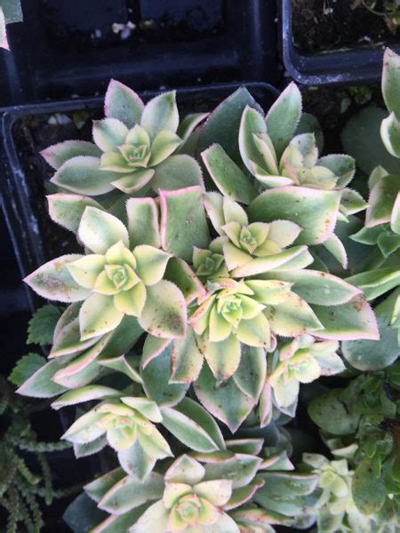 'Kiwi' aeonium - Vinland Valley Nursery