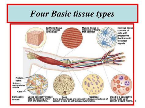 What are the four main types of scaffolds? - Rankiing Wiki : Facts ...