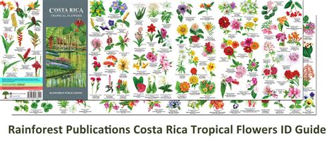 Costa Rica Rainforest Flowers Guide