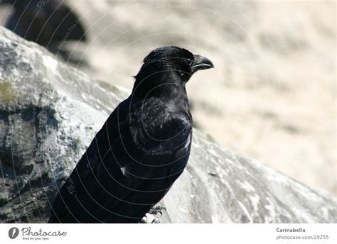 raven Raven birds Black - a Royalty Free Stock Photo from Photocase