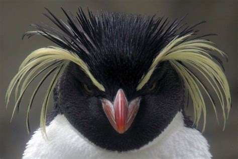 difference between a rock hopper and macaroni penguin - Google Search ...