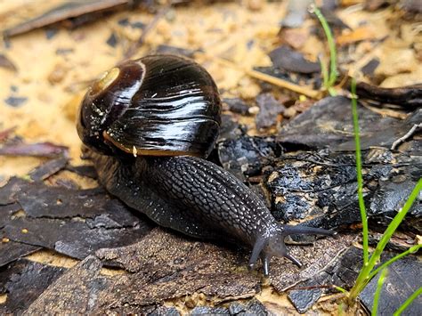 Otway Black Snail | Wilderlands