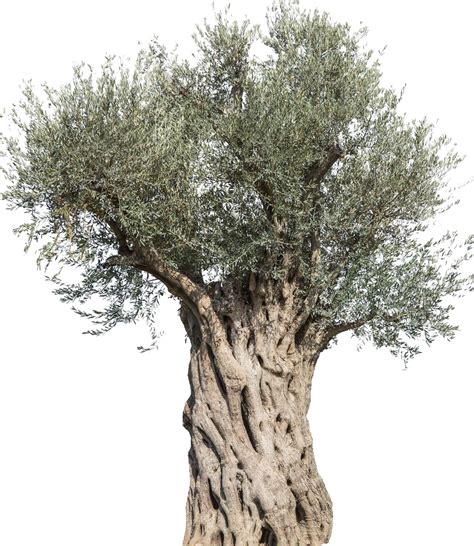 olive tree png 10 free Cliparts | Download images on Clipground 2024