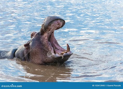 Hippopotamus yawning stock image. Image of africa, dangerous - 153413945