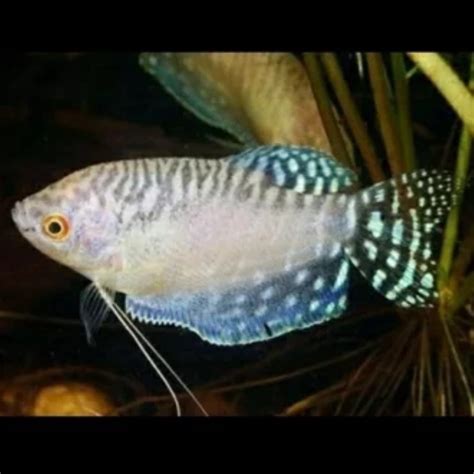 Jual ikan sepat hias sepat putih tiger ikan aquascape | Shopee Indonesia