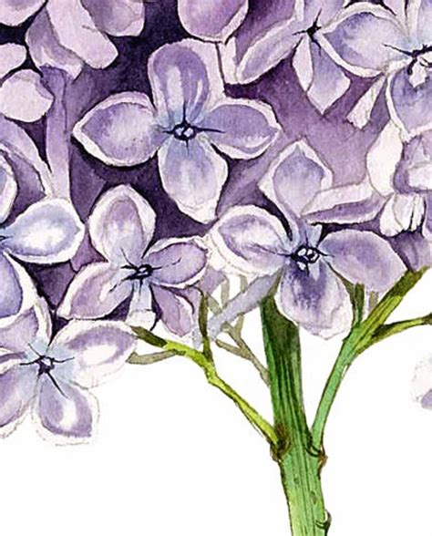 Watercolor Lilac Flower Wall Art Print Lilac Painting Print - Etsy