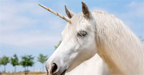 Why the unicorn is Scotland's National animal and the story behind it - Daily Record