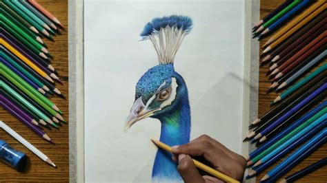 drawing realistic peacock - learn how to draw realistic drawing time ...