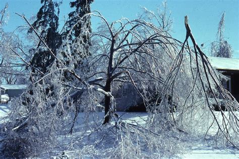 Ice storm damages weakest wood first | Hoosier Gardener