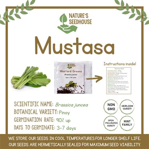 Mustasa Seeds • Mustard Seeds • Mustard Greens Seeds • Vegetable Seeds • Plant Seeds • | Shopee ...