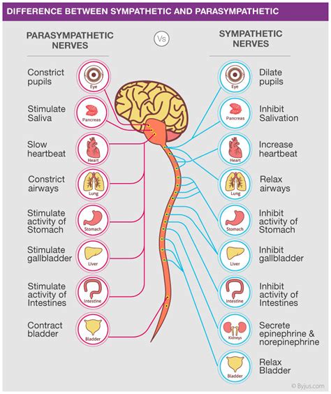 Sympathetic vs. Parasympathetic State: Chronic Stress / Adrenaline Rush Affects Health Tampa, FL ...