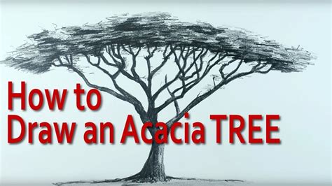 How to Draw an Umbrella Thorn Acacia Tree using Pencil in Nice Easy ...