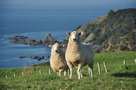 Counting Sheep in Tawharanui — By the Seat of My Skirt