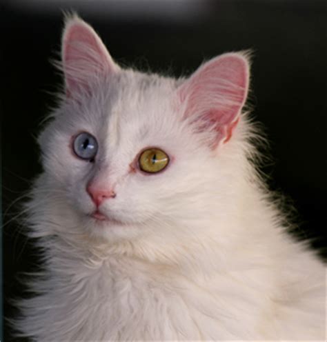 Why Do Some Cats Have Two Different Colored Eyes?