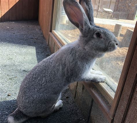 Flemish Giant Rabbit Breeds