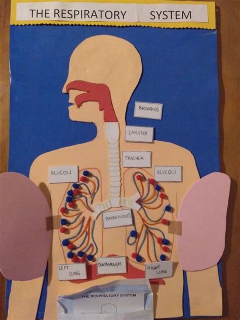 This is a game for children to learn the main parts of the respiratory system #humanbody ...