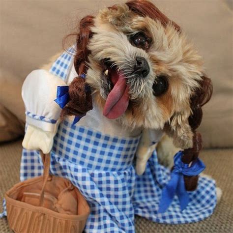 16 Cute Dog Costume Ideas | Cute dog costumes, Dog costumes, Pet fashion