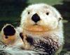 Truffula Tuft: Cat Poop & Sea Otters