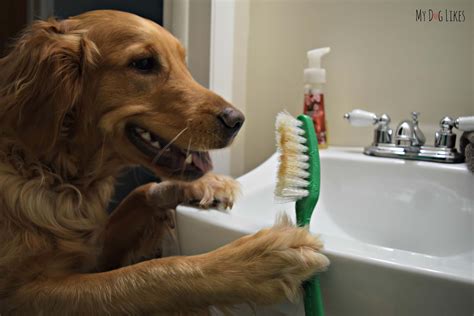 Brushing with BLUE Bones #dogdentalhealth