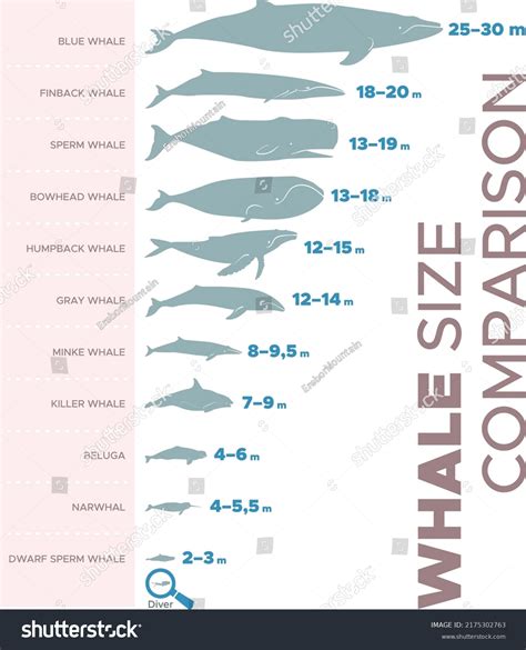 Vector Illustration Whales Sizes Comparison Chart Stock Vector (Royalty ...